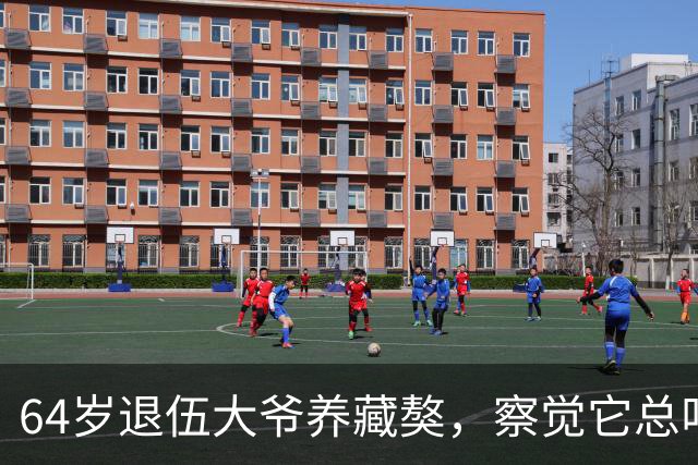 64岁退伍大爷养藏獒，察觉它总叼袜子去阳台，专家：不好，快送走